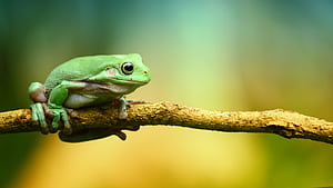 Frog PC, HD wallpaper