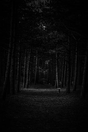 Deep Forest, HD phone wallpaper