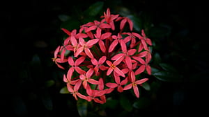 ixora chinensis, flower, dark, blur, macro u 16:9 background, HD wallpaper
