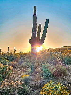 Is Saguaro National Park Worth Visiting? 8 Reasons You Should Go, HD phone wallpaper