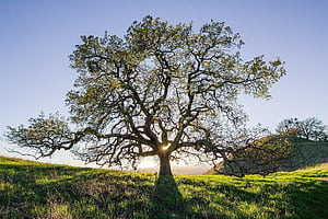 Walnut Tree, HD wallpaper