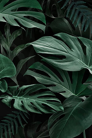Monstera Leaf, HD phone wallpaper