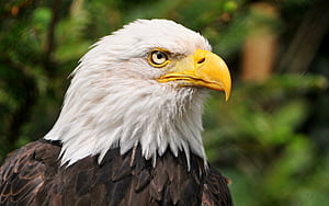 Eagle Head, HD wallpaper