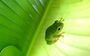 Frog PC, HD wallpaper