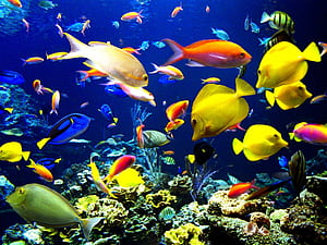 Aquatic Animals, HD wallpaper