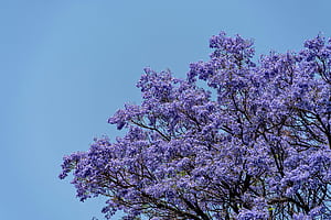 Jacaranda Tree ., HD wallpaper