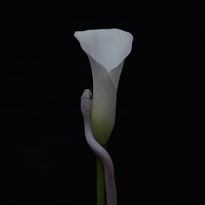 New Album Parrhesia, Animals As Leaders, HD phone wallpaper