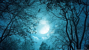 Moonlit Path, HD wallpaper