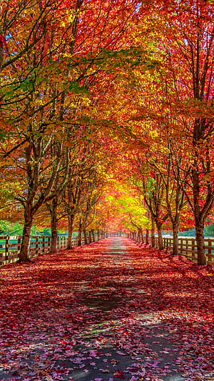 path, graphy, fall, HD phone wallpaper