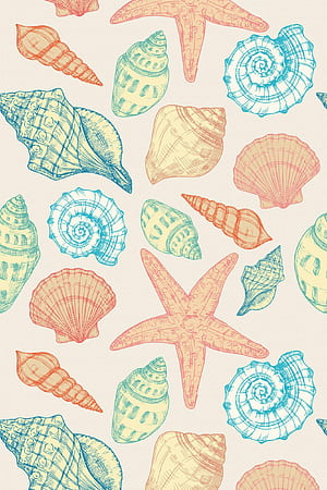 Coastal seashell, Shell Pattern, HD phone wallpaper