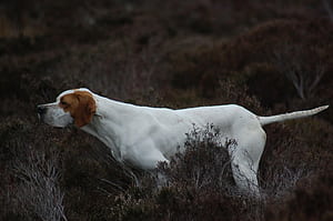 English Pointer . Mouse Pointer , Pointer Sisters and Pudelpointer, HD wallpaper