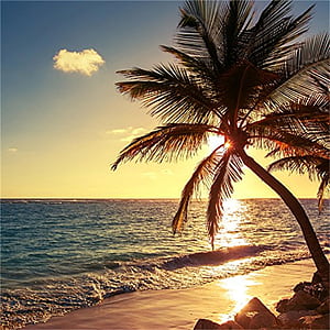 Sunrise Sunset Beach 3D Mural , Coconut Tree On Beach Wall Art Large Mural Render Illustration, Suitable for Living Room and Bedroom, 108W x 75H : Tools & Home Improvement, Coconut Trees, HD phone wallpaper