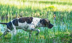 Pointer Dog, HD wallpaper