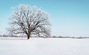 tree, snow, winter, snowy, sky, horizon ultra 16:10 background, Snowy Plains, HD wallpaper