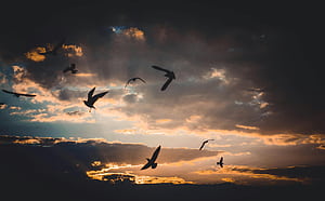 Flock of Birds Flying Above Sky during Dusk ·, HD wallpaper