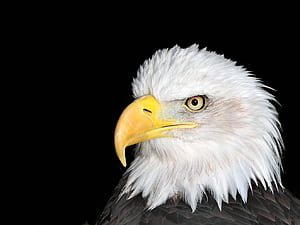 Eagle Head, HD wallpaper
