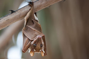 Small Bat, HD wallpaper