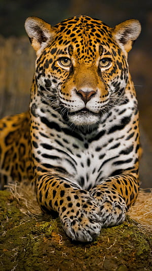 Leopard iPhone, HD phone wallpaper
