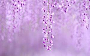 Spring Flowers Background, High Definition, High Quality, , Spring Bloom, HD wallpaper