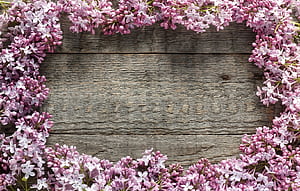 Spring Flower Computer, HD wallpaper