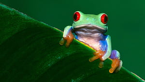 Frog PC, HD wallpaper