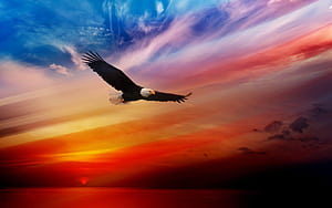 Bald Eagle Background, Red Eagle, HD wallpaper