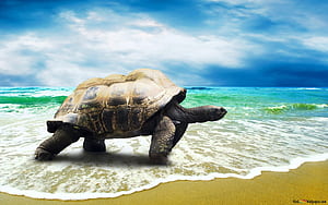 Sunbathing, HD wallpaper