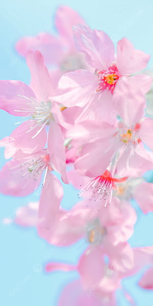 Spring Flower Mobile, HD phone wallpaper