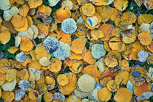 Autumn Solid, HD wallpaper