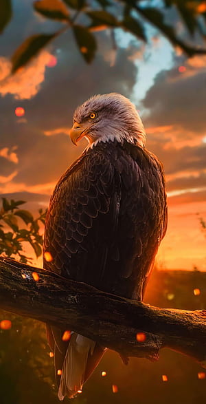 Eagle Eagle Background, Red Eagle, HD phone wallpaper