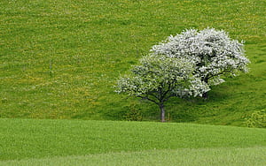 Tree, Trees, HD wallpaper