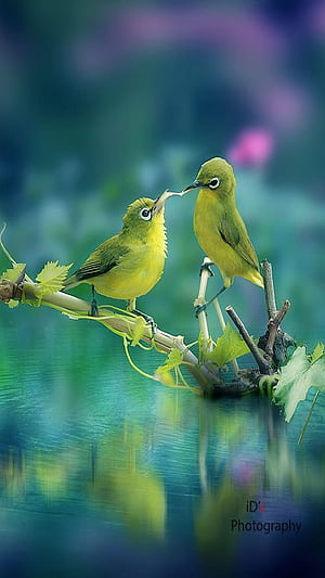 Green birds, bonito, couple, cute, nature, sweet, tree, phone, HD phone wallpaper