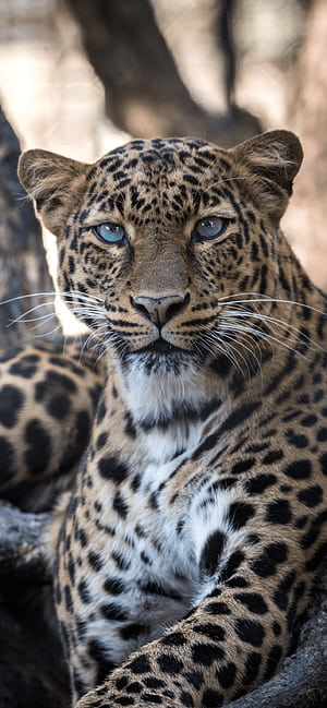 Leopard iPhone, HD phone wallpaper