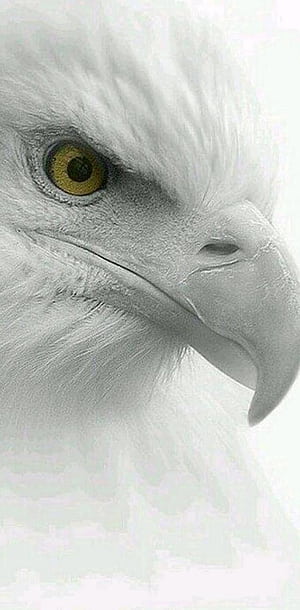 Eagle Mobile, HD phone wallpaper