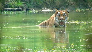 Tiger Encounter in Chitwan National Park, HD wallpaper