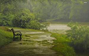 rainy day in the woods. graphy inspiration nature, Rain , Nature graphy, HD wallpaper