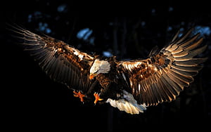 Bald Eagle, Red Eagle, HD wallpaper