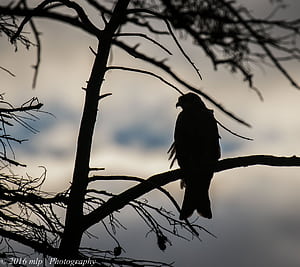 Last bird of the day. The Gap Year and Beyond, Black Kite, HD wallpaper