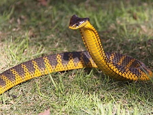 Tiger Snake, HD wallpaper