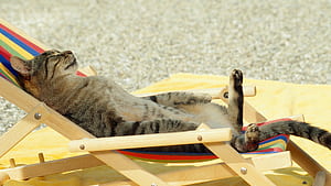 Sunbathing, HD wallpaper