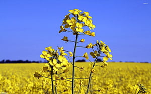 Rapeseed [3], HD wallpaper