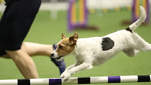 Agility Ring 2, HD wallpaper