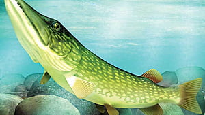 Northerns Inc. to host 44th annual Gull Lake tourney Dispatch. News, weather, sports from Brainerd and Baxter, Northern Pike, HD wallpaper