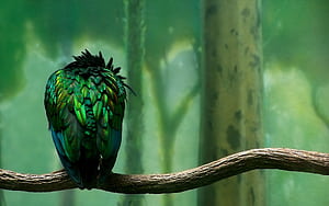 Green Birds, HD wallpaper