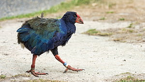 New Zealand birds: Takahe facing extinction find new home in sanctuary, HD wallpaper