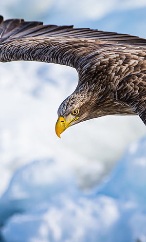 White-tailed eagle, Eagles, HD phone wallpaper