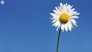 Daisy Flowers, HD wallpaper