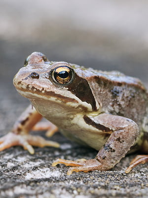 Frog , Android & Background, Frogs, HD phone wallpaper