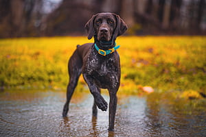 Pointer Dog, HD wallpaper