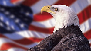 Us Eagle, Red Eagle, HD wallpaper